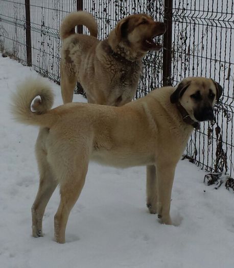 2015-01-20 20.06.47 - kangal-bala de sugag