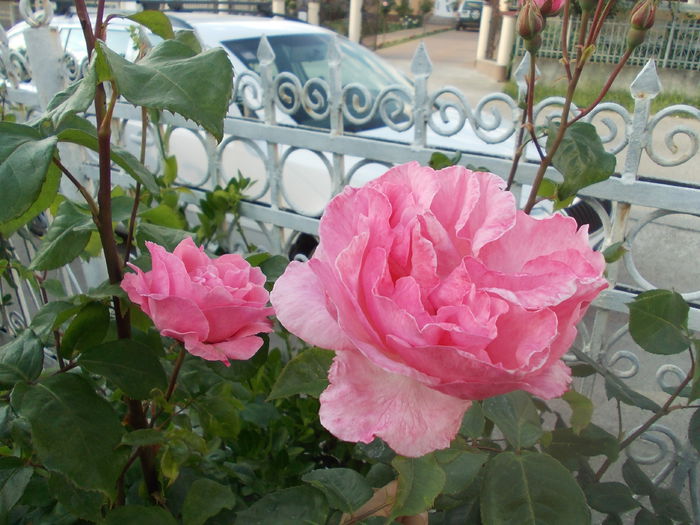 DSCN3015 - trandafiri
