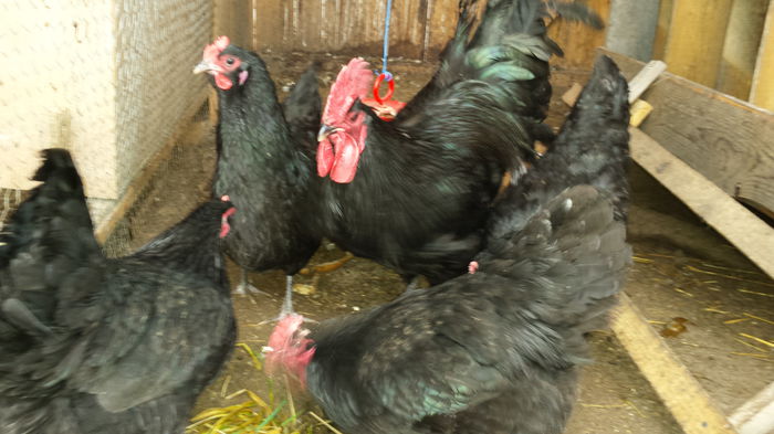 20150120_142000 - Gaini Australorp negru 2015