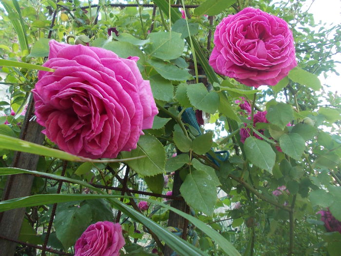 DSCN3011 - trandafiri