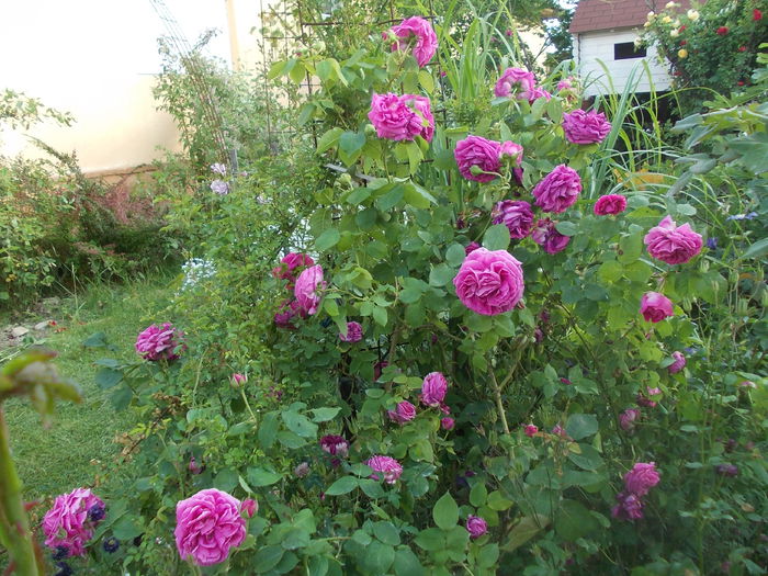 DSCN3014 - trandafiri