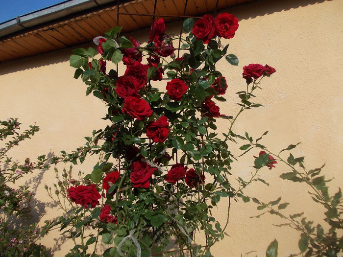 DSCN3019 - trandafiri