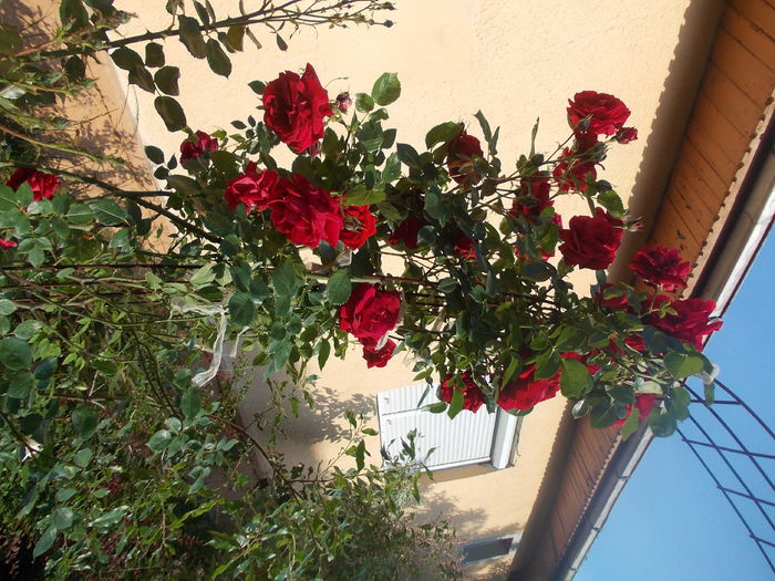 DSCN3018 - trandafiri