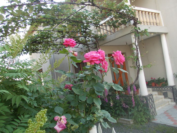 DSCN3027 - trandafiri
