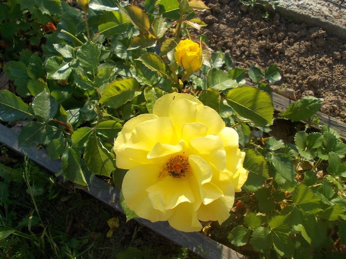 DSCN3033 - trandafiri