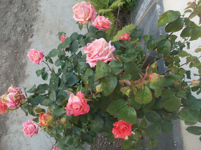 DSCN3032 - trandafiri