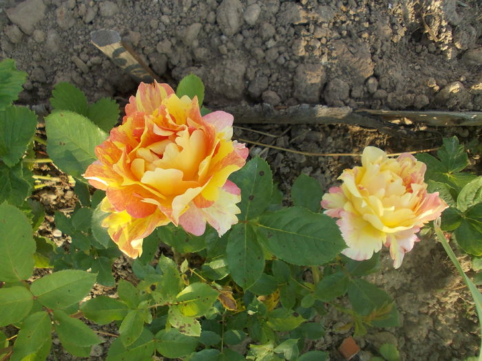DSCN3037 - trandafiri