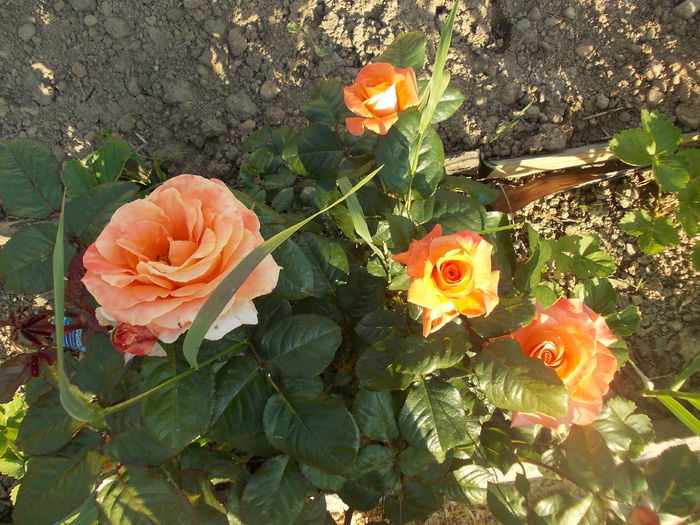 DSCN3036 - trandafiri