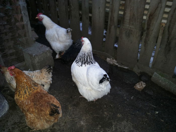 20150120_165003 - Gaini comune 2015