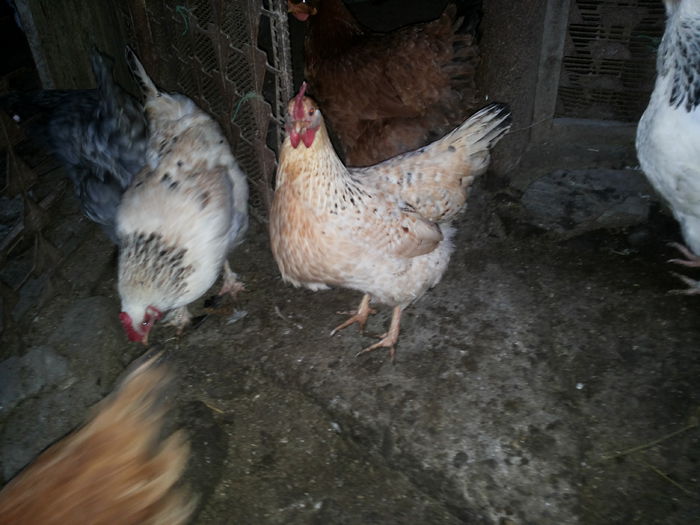 20150120_165009 - Gaini comune 2015