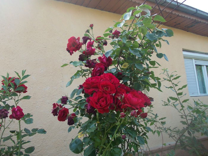 DSCN3142 - trandafiri