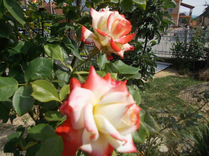 DSCN3137 - trandafiri