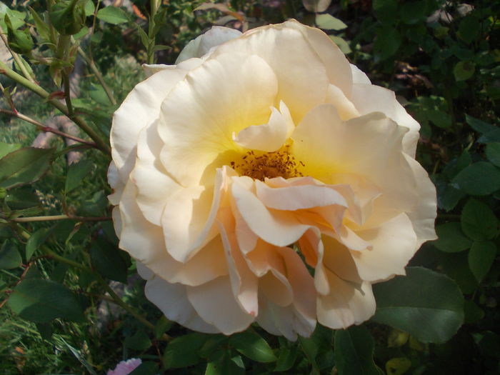 DSCN3138 - trandafiri