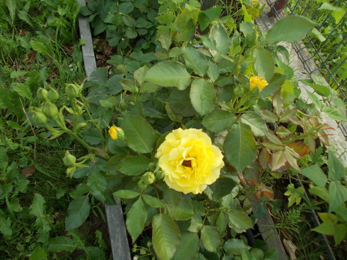 DSCN3794 - trandafiri