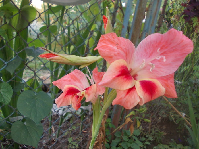 DSCN3267 - gladiole