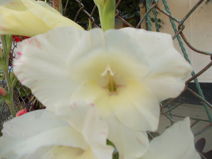 DSCN3275 - gladiole