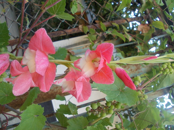 DSCN3273 - gladiole