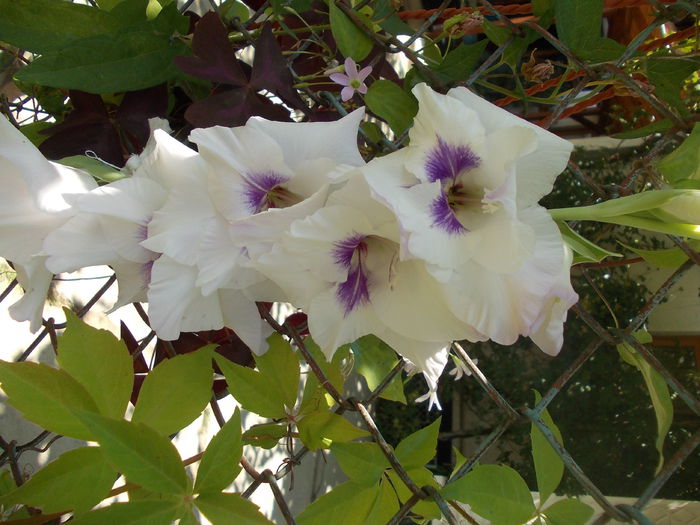 DSCN3297 - gladiole