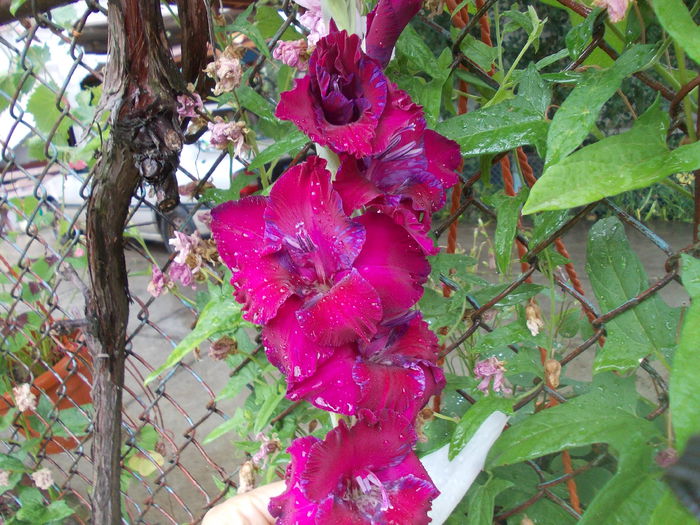 DSCN3358 - gladiole