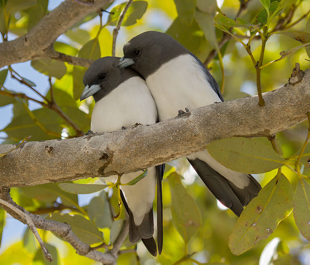 Artamus cyanopterus - frumuseti cu aripi
