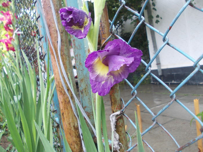 DSCN3361 - gladiole