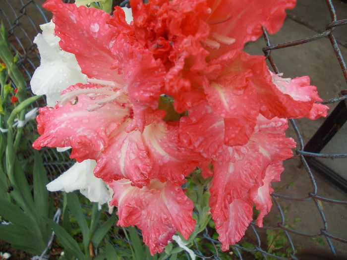 DSCN3362 - gladiole