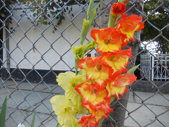 DSCN3729 - gladiole