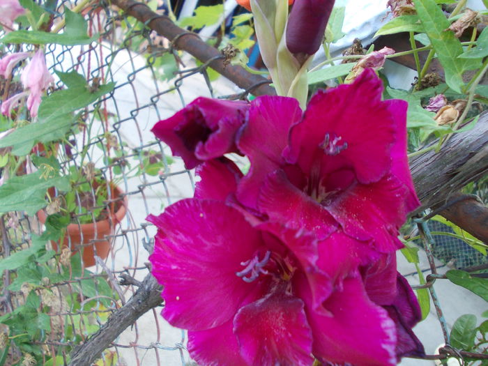 DSCN3726 - gladiole