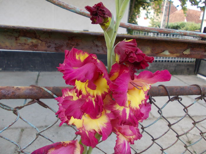 DSCN3727 - gladiole