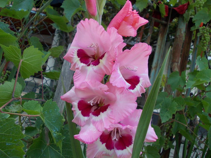 DSCN3736 - gladiole