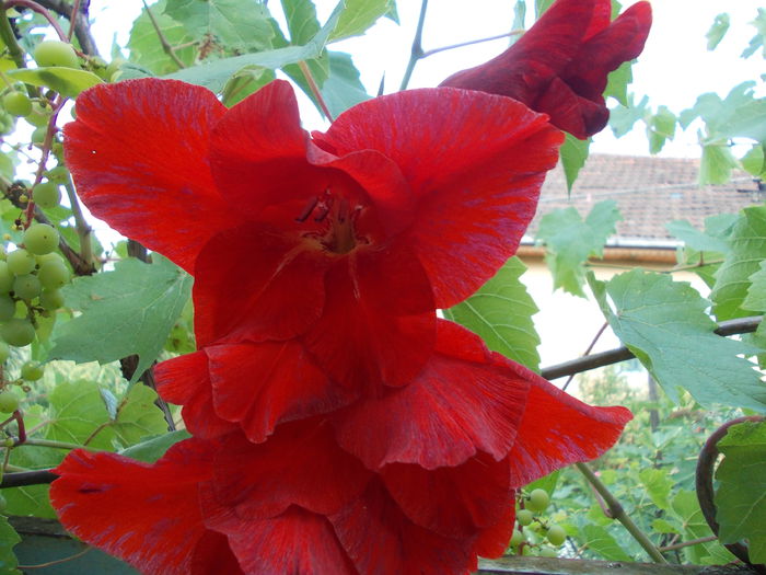 DSCN3738 - gladiole