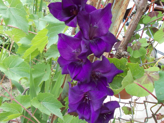 DSCN3742 - gladiole