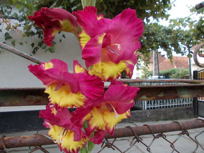 DSCN3743 - gladiole