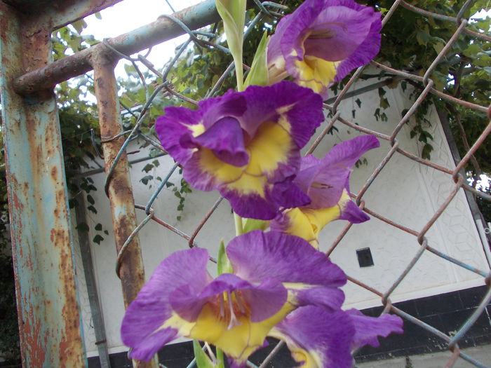 DSCN3745 - gladiole