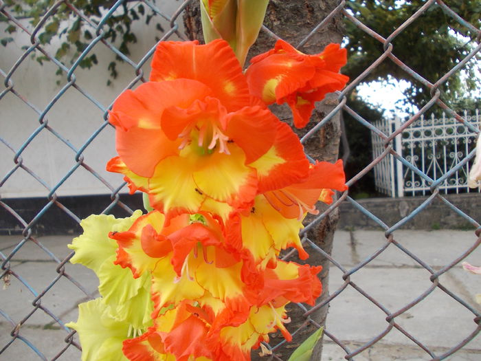 DSCN3747 - gladiole