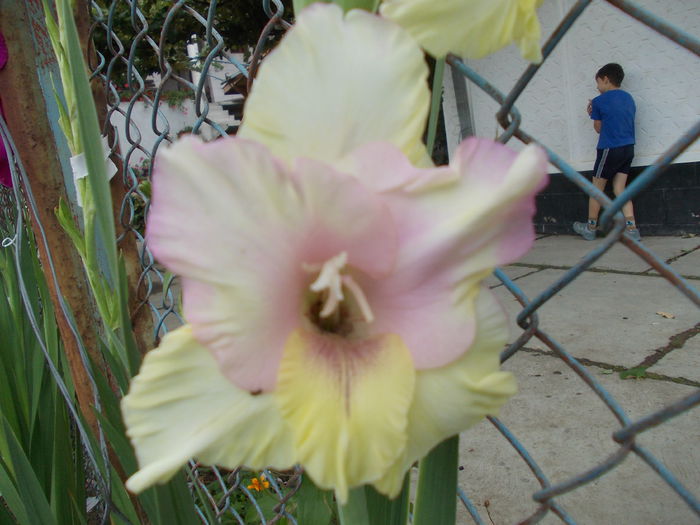 DSCN3757 - gladiole