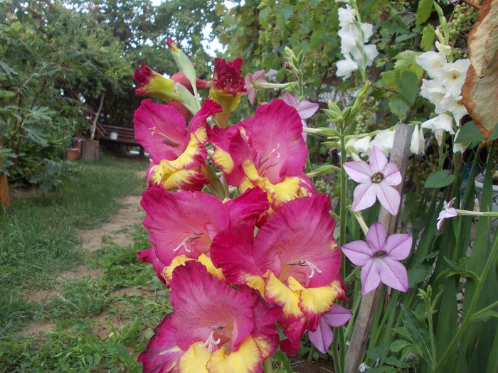 DSCN3754 - gladiole