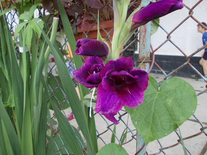 DSCN3755 - gladiole