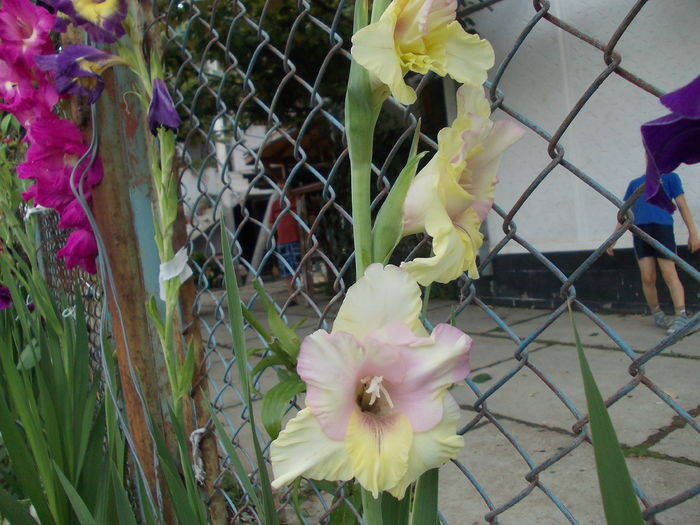 DSCN3758 - gladiole