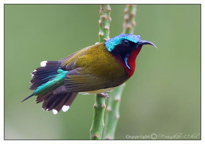 Aethopyga christinae