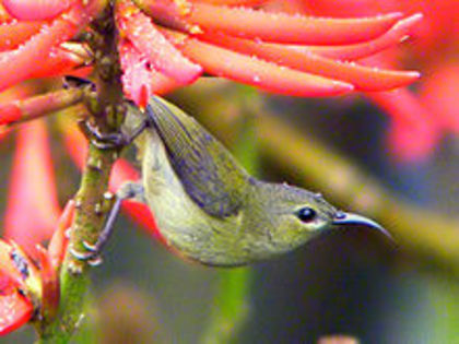 Aethopyga christinae