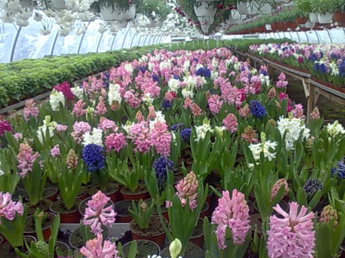 zambile Biosolaris - zambile-primule-cyclamen