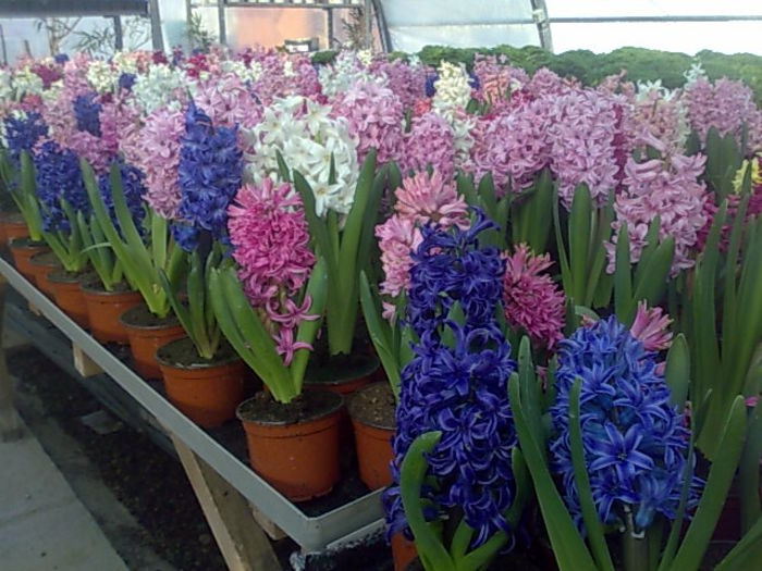 zambile Biosolaris 5 lei