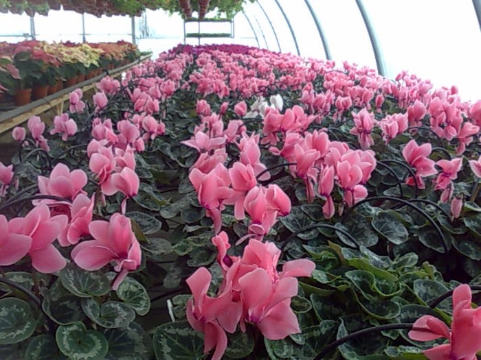 cyclamen - zambile-primule-cyclamen
