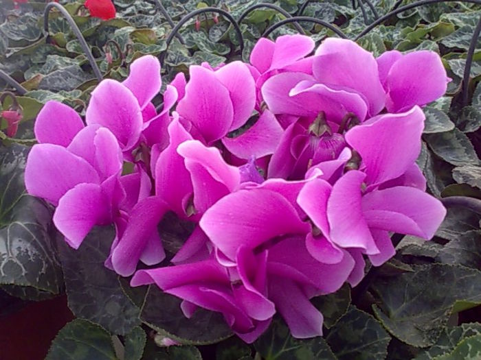 cyclamen (2)