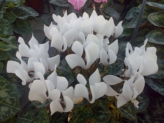 cyclamen (4)
