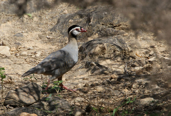 potarniche araba - potarnichi