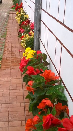 WP_20140725_039 - flori 2014