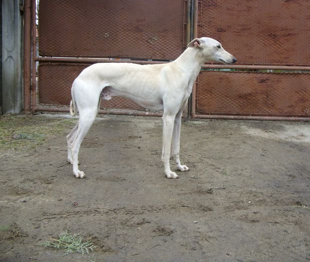 de vanzare acum 21-ianuarie 2015 - ogary greyhound album