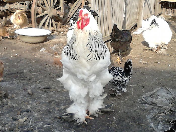 DSC_0467 - BRAHMA 2015